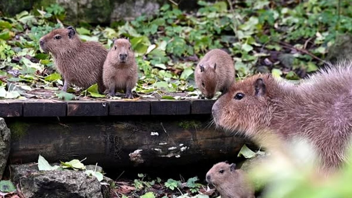 Aicina izvēlēties vārdus Rīgas zoodārza kapibaru mazuļiem